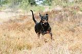 DOBERMANN 124